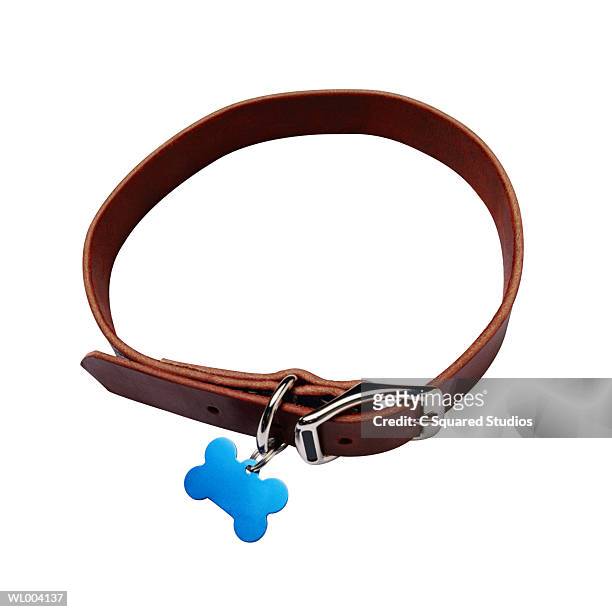 dog collar - collar stock pictures, royalty-free photos & images