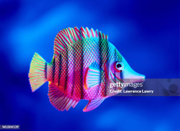 tropical fish close-up - lawrence bildbanksfoton och bilder