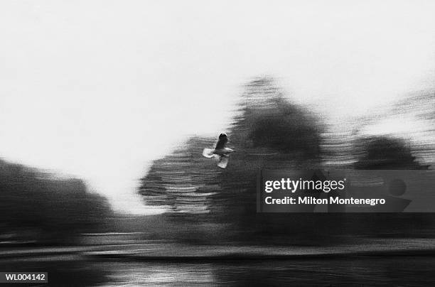 bird flying - day 1 of the u s china strategic economic dialogue stockfoto's en -beelden