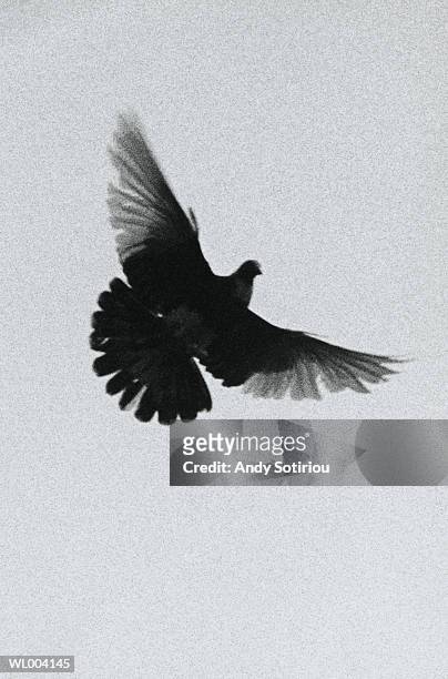 flying dove - andy stock pictures, royalty-free photos & images