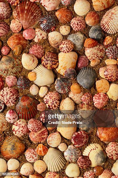 seashells - wirbelloses tier stock-fotos und bilder