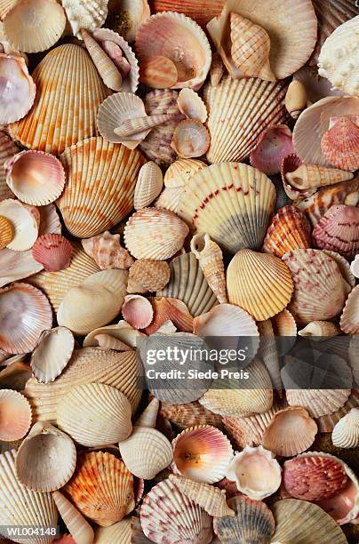 seashells - preis foto e immagini stock
