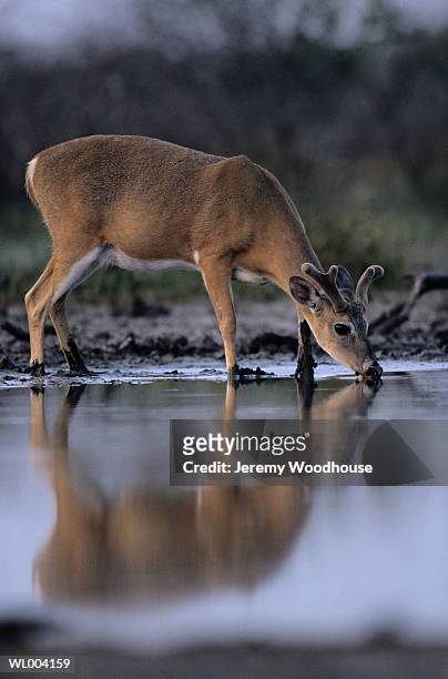 white-tailed deer at water hole - jeremy woodhouse 個照片及圖片檔