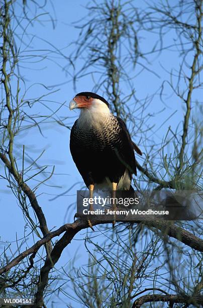 crested caracara perched in tree - film independent hosts directors close up screening of lady bird stockfoto's en -beelden