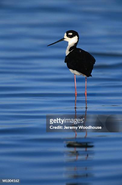 black-necked stilt standing in water - jeremy woodhouse 個照片及圖片檔