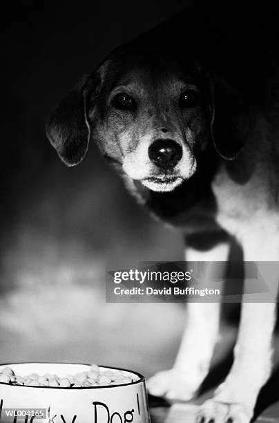 dog close-up - pawed mammal stock pictures, royalty-free photos & images