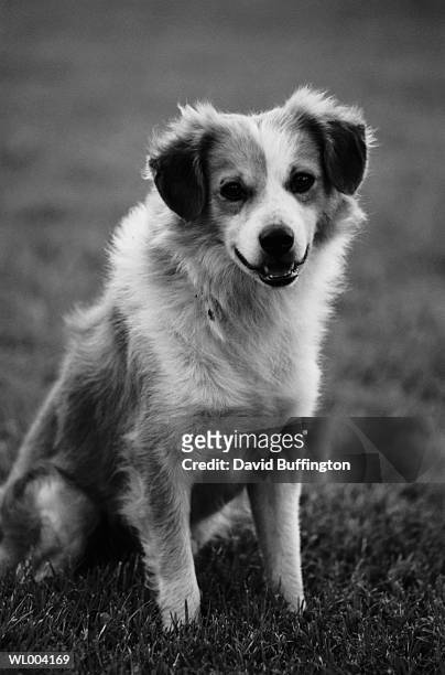 dog sitting on lawn - pawed mammal stock pictures, royalty-free photos & images