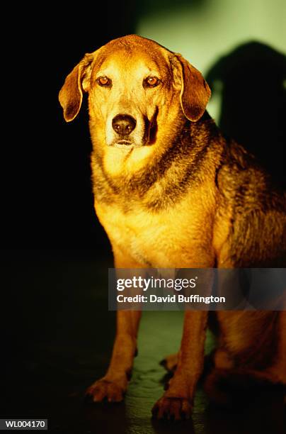 dog in sunlight - pawed mammal stock pictures, royalty-free photos & images