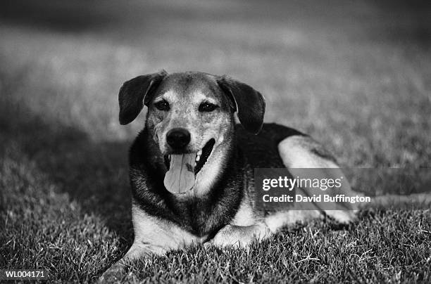 dog lying on lawn - pawed mammal stock pictures, royalty-free photos & images