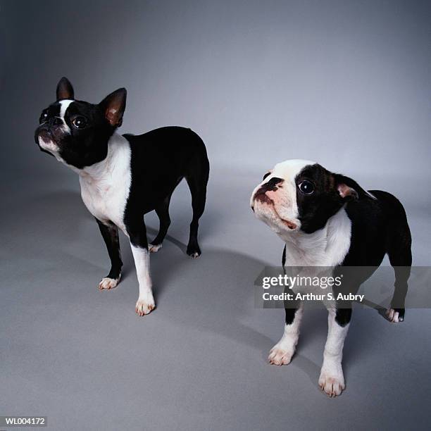 boston terriers - pawed mammal stock pictures, royalty-free photos & images