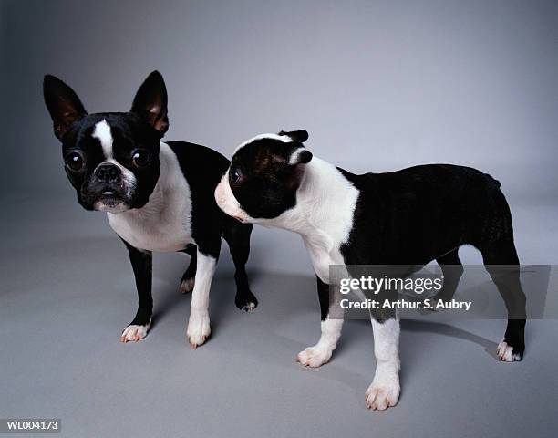 boston terriers - animal stage stockfoto's en -beelden