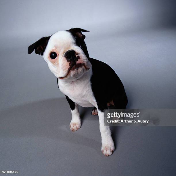curious boston terrier puppy - attributs des animaux photos et images de collection