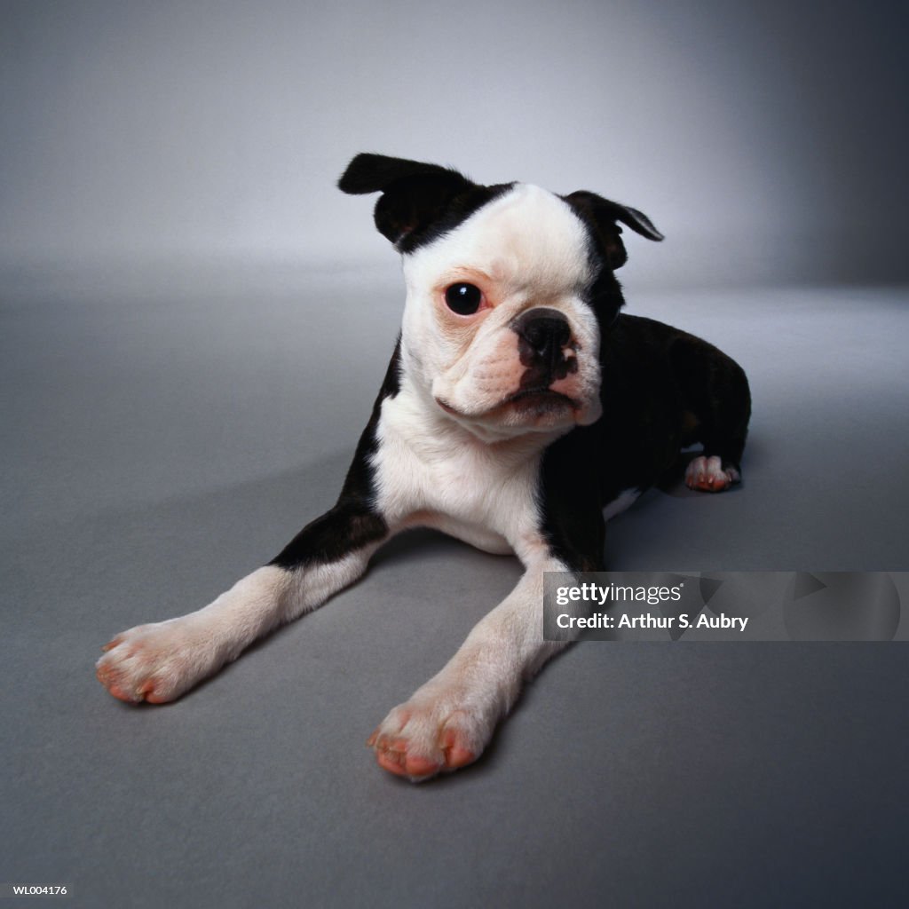 Puppy Boston Terrier