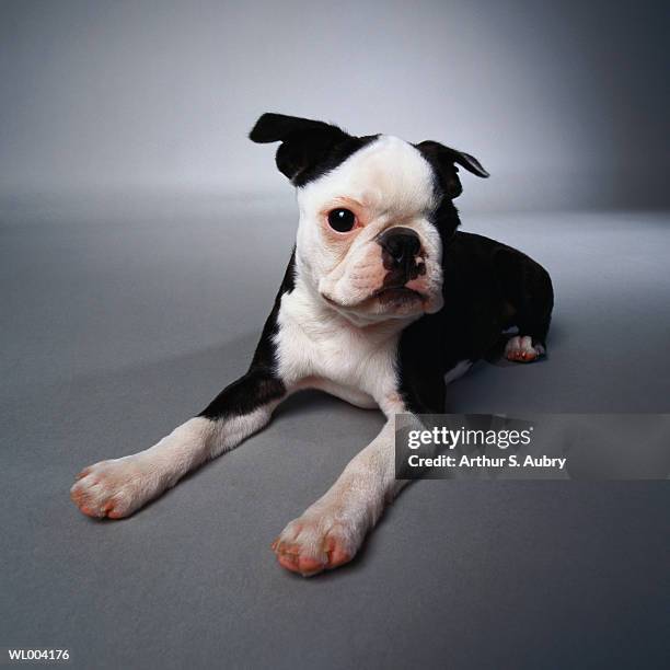 puppy boston terrier - animal stage bildbanksfoton och bilder