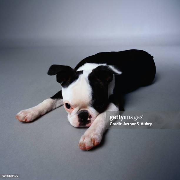 sad puppy - animal stage stock pictures, royalty-free photos & images