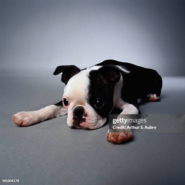 sad puppy - animal stage stock pictures, royalty-free photos & images