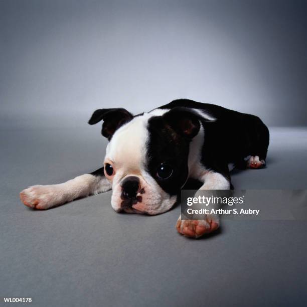 sad puppy - arthur imagens e fotografias de stock