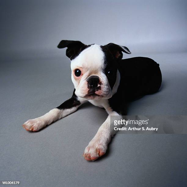 alert boston terrier puppy - attributs des animaux photos et images de collection