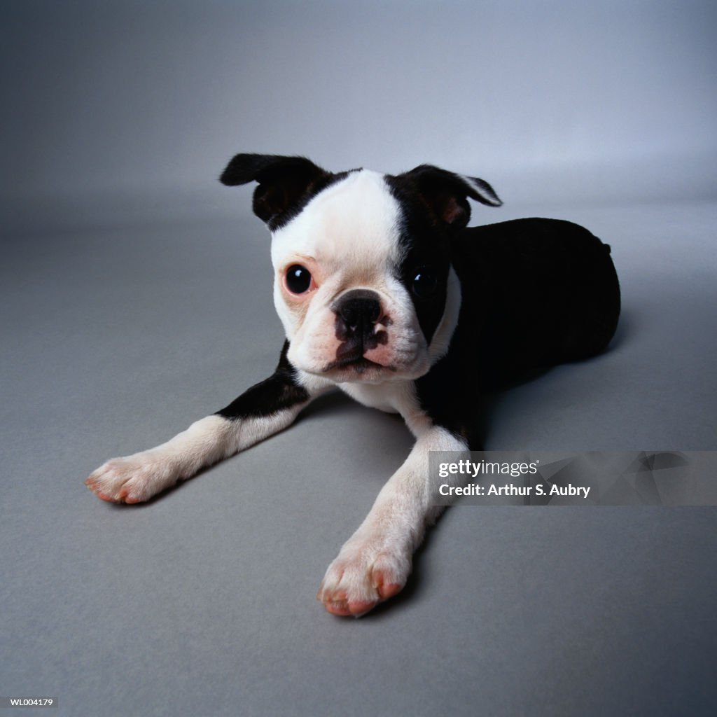 Alert Boston Terrier Puppy