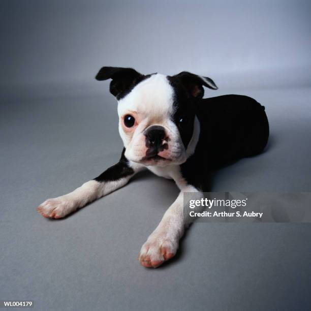 alert boston terrier puppy - animal stage stock pictures, royalty-free photos & images