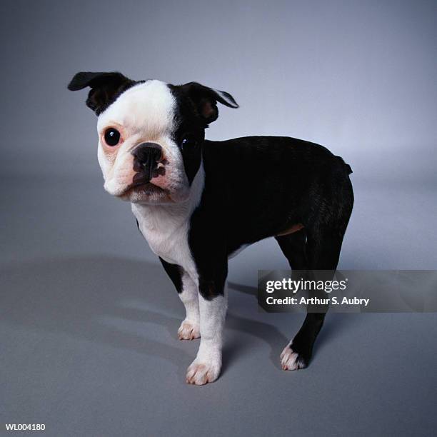 boston terrier puppy - animal stage stockfoto's en -beelden