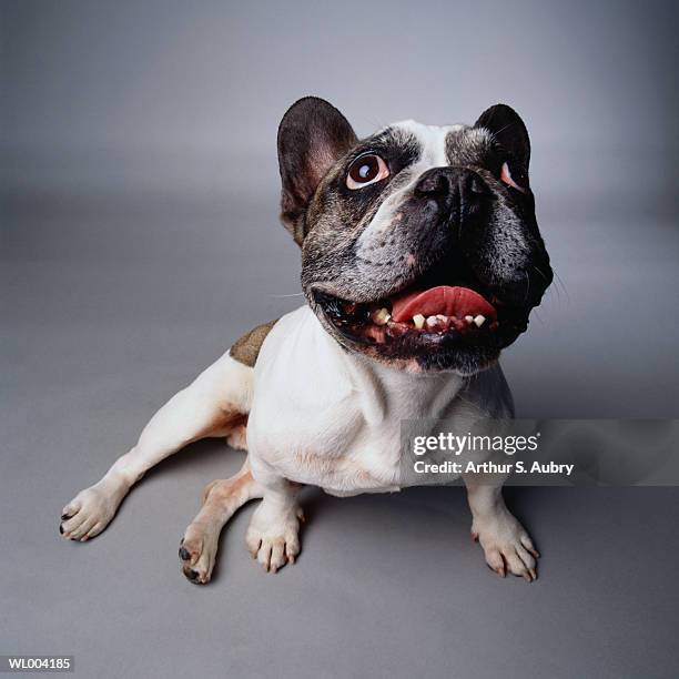 panting french bulldog - pawed mammal stock pictures, royalty-free photos & images