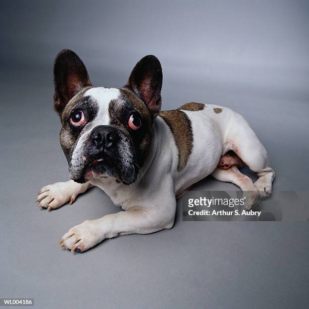 disappointed french bulldog - pope francis addresses joint meeting of u s congress stockfoto's en -beelden