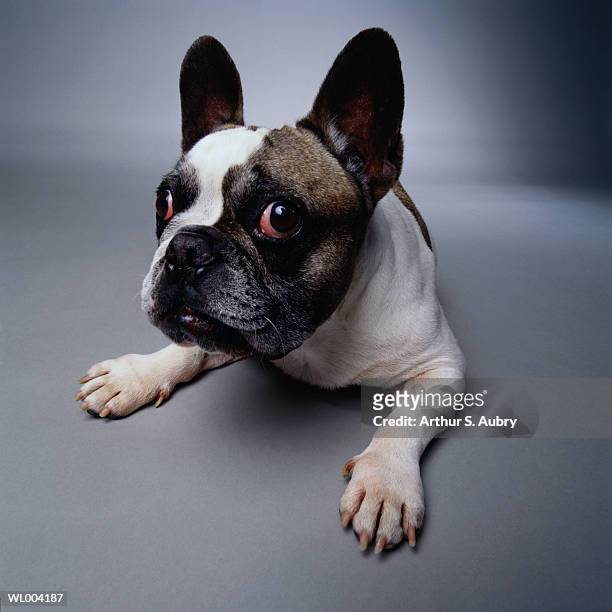 french bulldog close-up - arthur imagens e fotografias de stock
