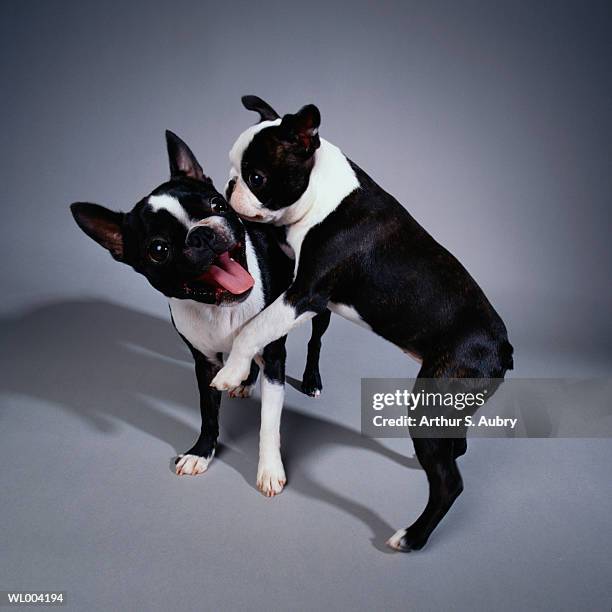 playful boston terriers - animal stage stockfoto's en -beelden