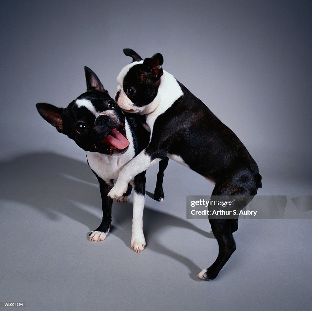 Playful Boston Terriers