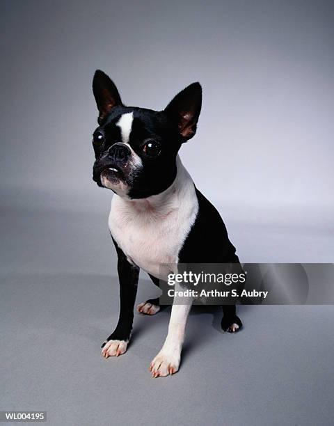 sitting boston terrier - terrier boston stock pictures, royalty-free photos & images