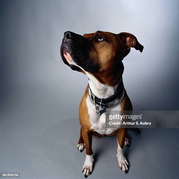 curious pit bull terrier - pawed mammal stock pictures, royalty-free photos & images