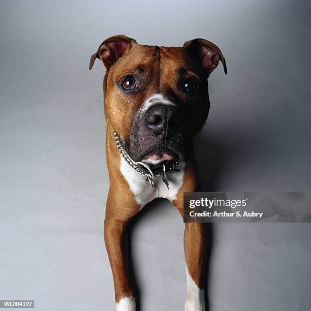 pit bull terrier lying down - pope francis addresses joint meeting of u s congress stockfoto's en -beelden