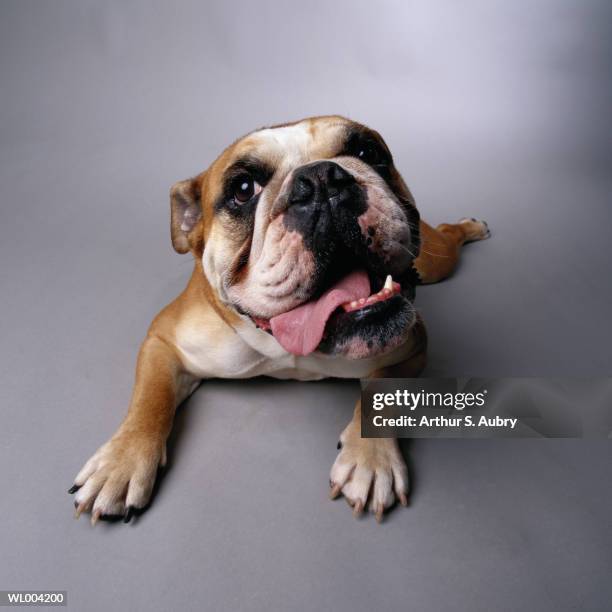 panting bulldog - animal tongue stock pictures, royalty-free photos & images