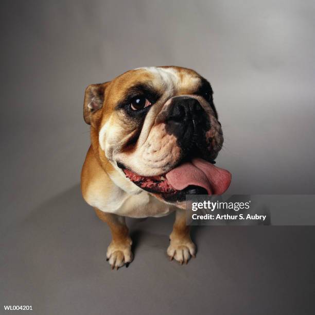 exhausted bulldog - attributs des animaux photos et images de collection