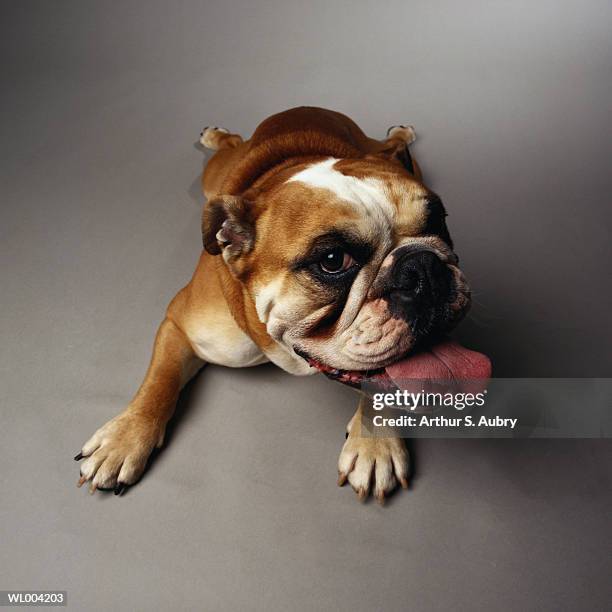 panting bulldog - langue-des-animaux photos et images de collection