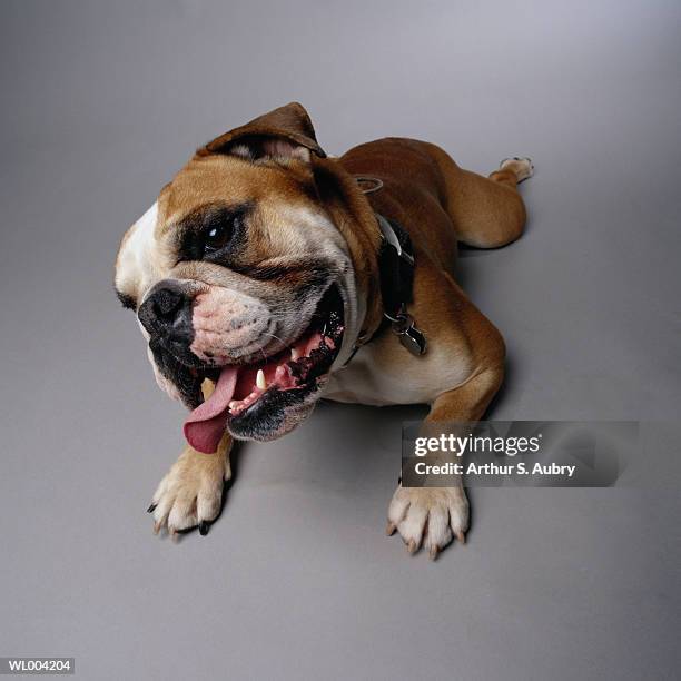 curious bulldog - animal tongue stock pictures, royalty-free photos & images