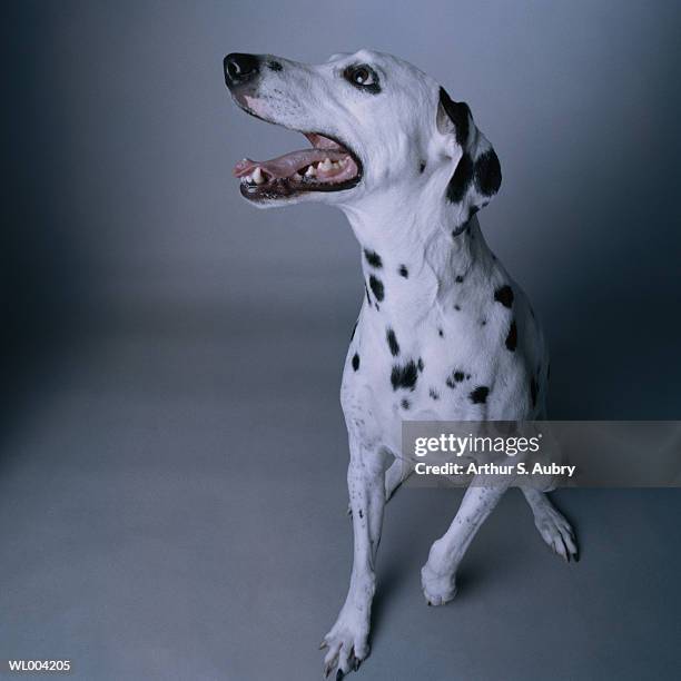 dalmatian looking up - pawed mammal stock pictures, royalty-free photos & images