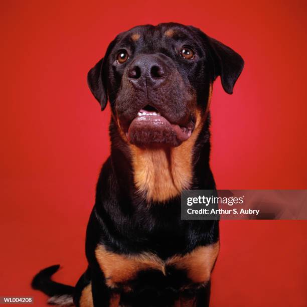 alert rottweiler - pawed mammal stock pictures, royalty-free photos & images