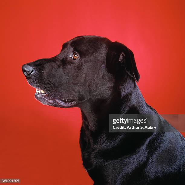 black dog - pawed mammal stock pictures, royalty-free photos & images