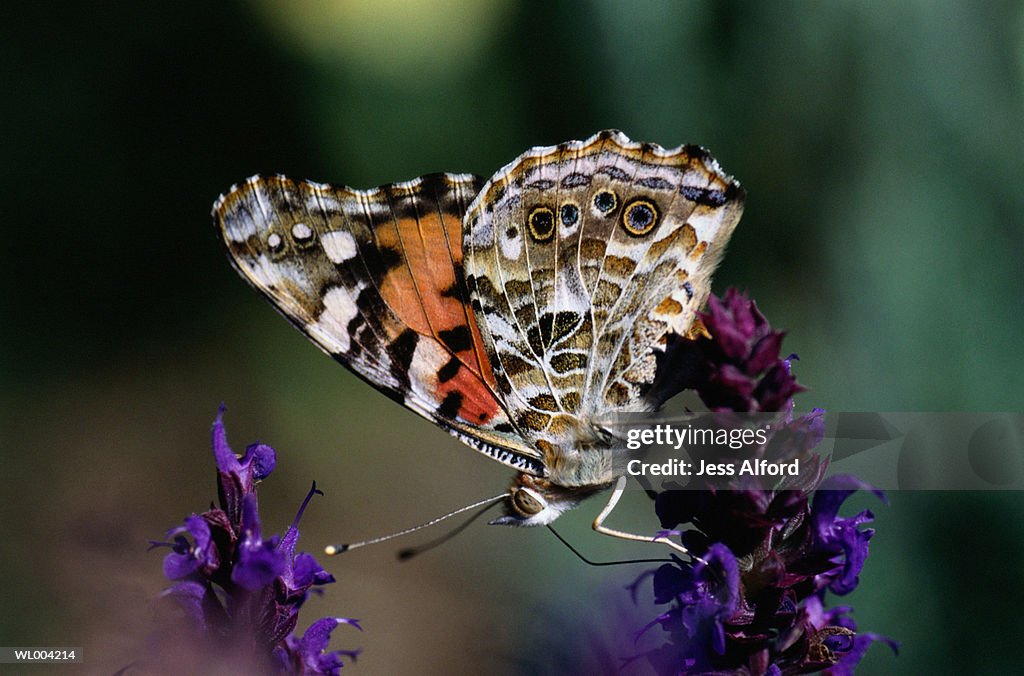 Close-Up of Butterfly