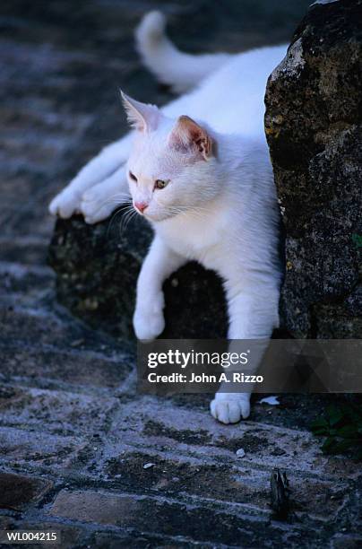 white cat - säugetier mit pfoten stock-fotos und bilder