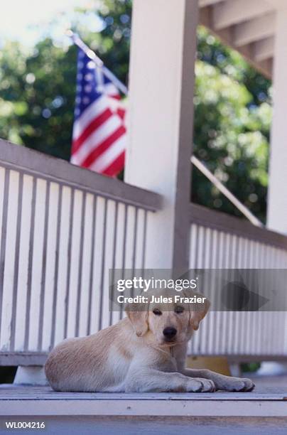 dog lying on porch - säugetier mit pfoten stock-fotos und bilder