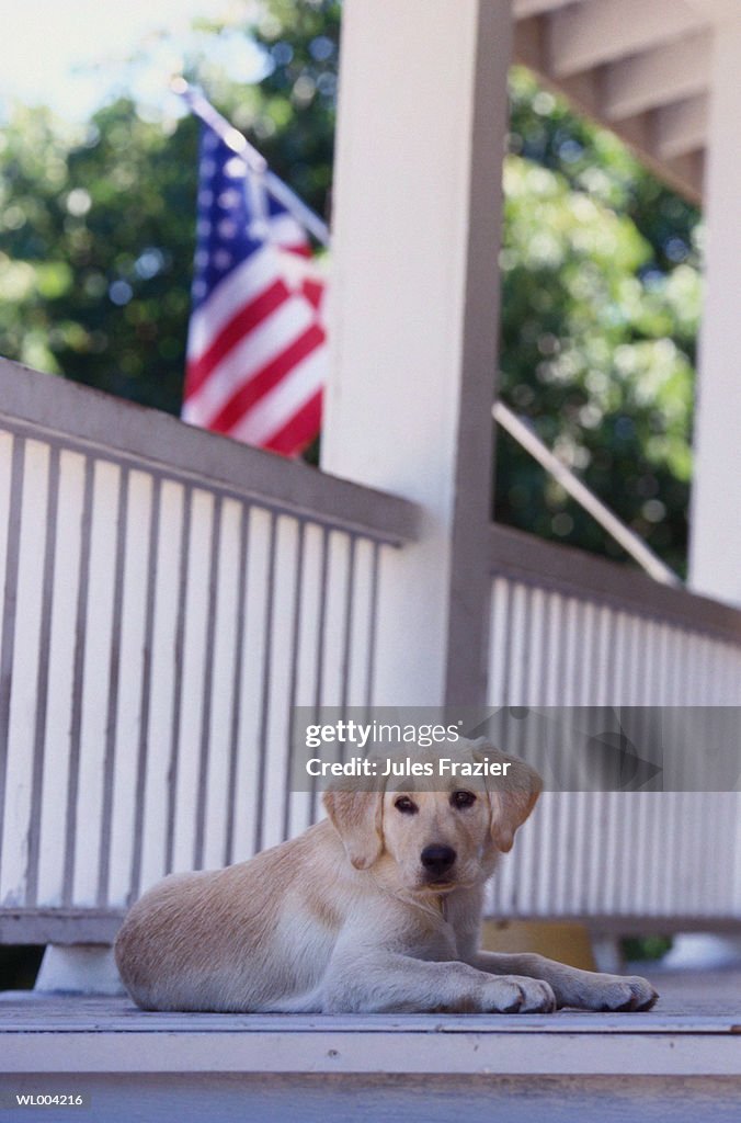 Dog Lying on Porch