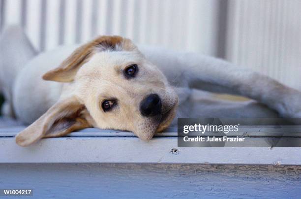 dog lying on porch - pawed mammal ストックフォトと画像