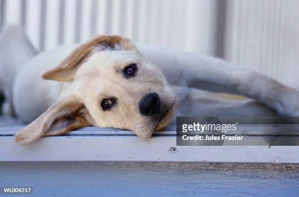 dog lying on porch - pawed mammal - fotografias e filmes do acervo