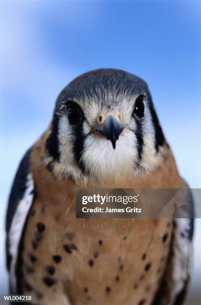 close-up of kestrel - james stock pictures, royalty-free photos & images