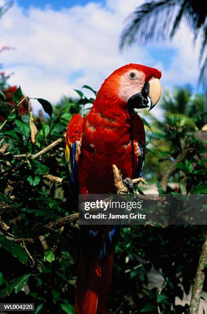 close-up of scarlet macaw - james stock pictures, royalty-free photos & images