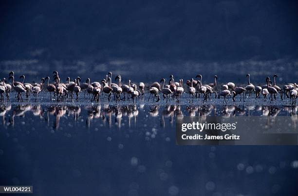 flamingos at lake elmenteita, kenya - lake elmenteita stock pictures, royalty-free photos & images