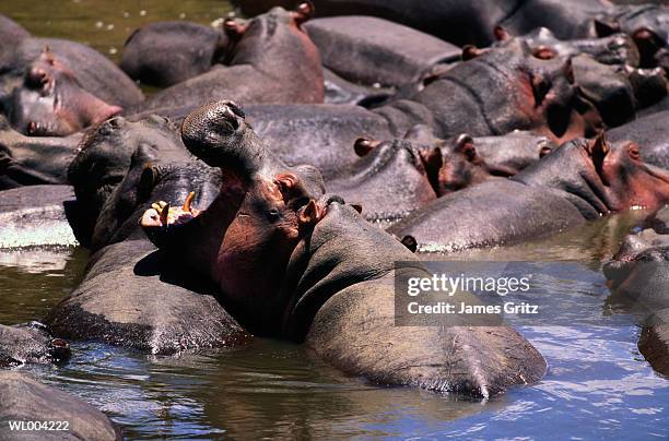 hippopotami in mara river - james stock pictures, royalty-free photos & images